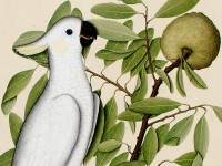 Lady Impey&rsquo;s Indian Bird Paintings
