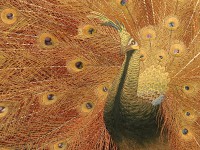 Threads of Silk and Gold: Ornamental Textiles from Meiji Japan