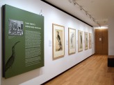 Eastern Art Paintings Gallery -  Lady Impey’s Indian Bird Paintings exhibition, panel and east wall. &copy; Ashmolean Museum, University of Oxford