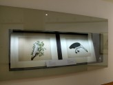 Eastern Art Paintings Gallery -  Lady Impey’s Indian Bird Paintings exhibition, vitrine case. &copy; Ashmolean Museum, University of Oxford