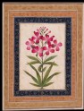 Botanical study of a geranium (LI118.70)