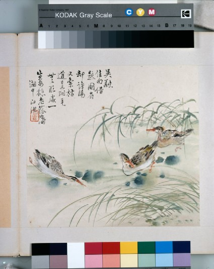 Three ducks swimming in a poolfront