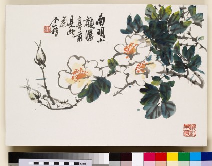 White flowering branchfront