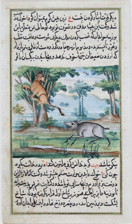 Boar chasing a goatfront