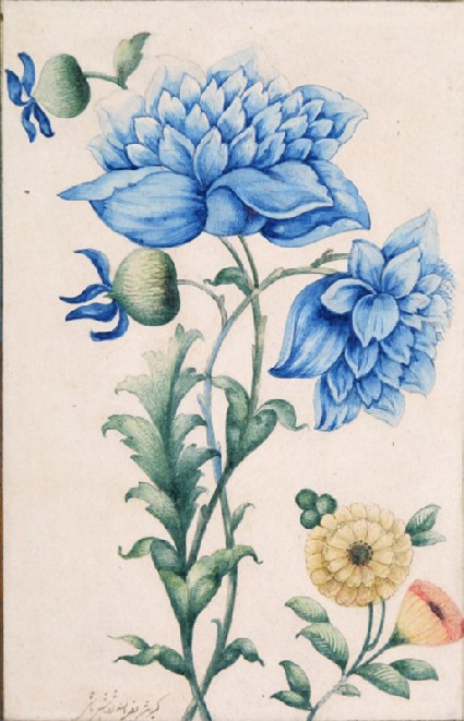 Blue poppiesfront