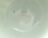 White ware bowl with floral decoration (oblique)