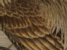 Group of cockerels among grasses (detail, Cat. No. 40)